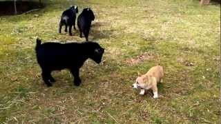 Corgi Herding Goats [upl. by Mears625]