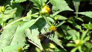 Sand Digger Wasp Nectaring ジガバチ♀がアメリカセンダングサの花で吸蜜 [upl. by Abell]