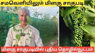 மிளகு சாகுபடிக்கு சீமை அகத்தியின் முக்கியத்துவம்  Pepper Cultivation with Gliricidia plant [upl. by Katey]