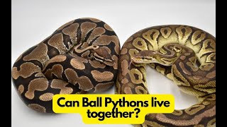 Can Ball Pythons live together Is it safe [upl. by Ojeibbob]