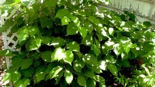 How to grow Hazelnut  Gardening 101 by Dr Greenthumb [upl. by Ranit142]