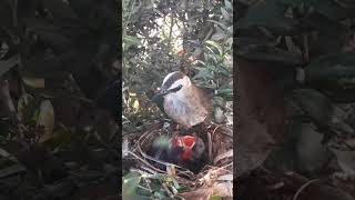 closeviewofindianmyna birdseyeview mynawings [upl. by Akamaozu]