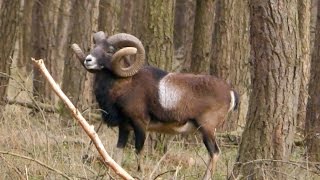 Pirsch und Ansitz auf Muffelwidder  Mouflon Hunt in Germany [upl. by Edwina]