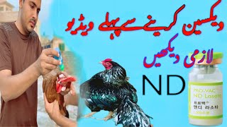 Important Vaccine for Aseel Chickens Live Vaccination in Backyard amp Commercial Poultry [upl. by Arola]