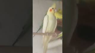 parrot vlog [upl. by Sinegold696]