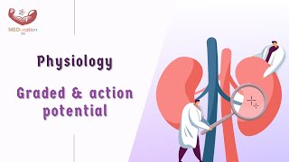 Physiology Graded amp action potential [upl. by Thaine]