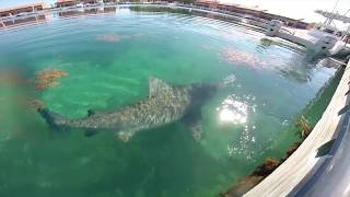 Bull Shark Encounter Bimini Bahamas [upl. by Mayfield363]