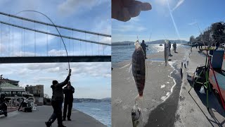 Istanbul Bosphorus Trachurus Fishing [upl. by Elvin]