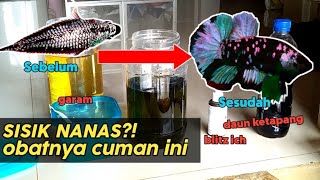 Mengobati Sisik Nanas Pada Ikan Cupang [upl. by Race]