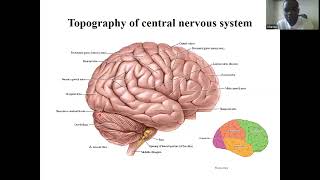 Cerebral Cortex part 1 [upl. by Arlie]