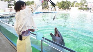 White Dolphin Show At Yokohama Hakkeijima Sea Paradise 【4K】 [upl. by Croom]