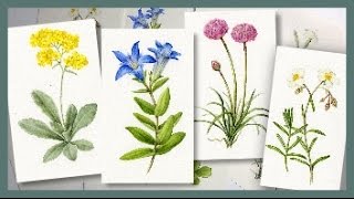 BOTANICAL ART Technique tips and ideas from a recent commission [upl. by Mauralia]