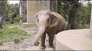 Malees Transformation From Chains to Freedom at Elephant Nature Park  ElephantNews [upl. by Suivart]