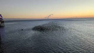 Starlings Murmuration at Brighton Pier 26th Feb 2023 [upl. by Avron566]