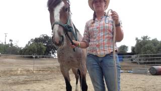 Q and A w Hunter Horsemanship quothow to teach horse to lay down and bowquot [upl. by Burman]