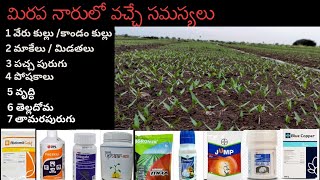 జూలై 30  2024 మిరప నారులో అధికముగా వచ్చే సమస్యలు chilli sattenapalli palnadu guntur [upl. by Llednahs]