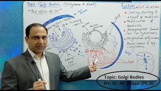 Golgi complex  Golgi bodies Structure and Functions [upl. by Noxaj871]