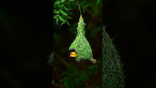 Baya Weaver Bird Nests youtubeshorts facts wildlifeplanet shortvideos animals animalplanet [upl. by Imugem]