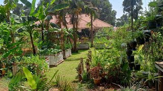 A Productive Small Urban Farm In Kampala City Uganda🇺🇬 [upl. by Assirolc]