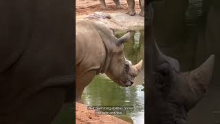 Top 10 surprising facts about Rhinos rhino wildlife africa safari wildanimals [upl. by Anivlek]