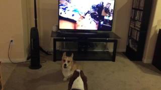 CJ the Corgi amp Cooper Da Hound howling at Drogo howling at a Rottweiler howling at Zootopia wolves [upl. by Mickey892]