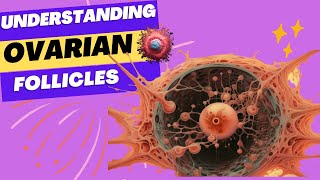 Understanding Ovarian Follicles Structure Function amp Health Implications [upl. by Alyson]