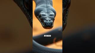 What snake bite has the lowest survival rate Black mamba facts snakes [upl. by Ttik724]