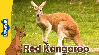 Meet the Animals  Marsupials  Red Kangaroo  Stories for Kindergarten [upl. by Dde526]