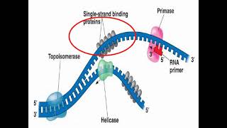 Enzymes of DNA Replication and Synthesis [upl. by Vivianne]