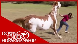 Once Bitten Twice Shy How to Train a Dangerous Dominant Horse [upl. by Namia]