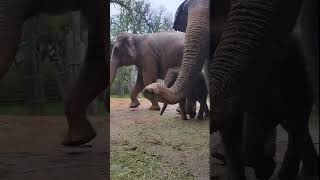 Elephant sings in the rain at the Fort Worth Zoo [upl. by Milone]