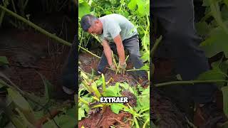 ¡Increíble Fuerza Agricultor Cosecha Yacón a Mano Sin Maquinaria 💪🍠 shorts [upl. by Laureen]