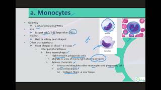 Agranulocytes [upl. by Schaper]