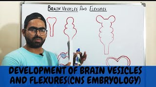 BRAIN VESICLES AND FLEXURES DEVELOPMENT  CNS EMBRYOLOGY [upl. by Goebel355]