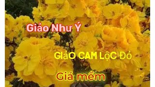 153GL giống mai mới nhất Giảo như ý Giảo cam cánh tròn combo giá mềm 098 196 2103 [upl. by Sneve]