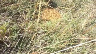 Feeding Grain Mix to Pasture Cattle [upl. by Bush880]