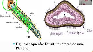 Platelmintos 1  Características Gerais e Classificação [upl. by Nwahsyt]