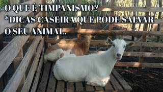 O QUE É TIMPANISMO DICAS CASEIRA QUE PODE SALVAR O SEU ANIMAL [upl. by Tess]