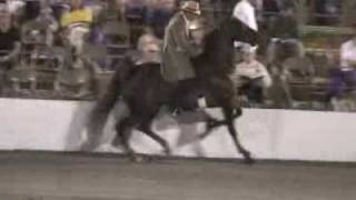 Cruelty Behind Tennessee Walking Horses [upl. by Einahpetse764]