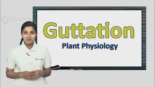 Know more about Guttation NEET Botany XI Plant Physiology [upl. by Arrehs]