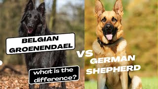 Belgian Groenendael vs German Shepherd what is the difference [upl. by Yl]