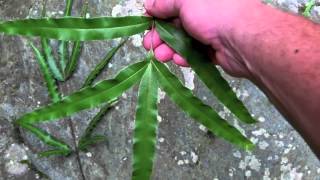 Japanese fern hunt the brake ferns genus Pteris [upl. by Muir]