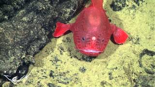 Fishing in the deep observations of a deepsea anglerfish [upl. by Onairpic]