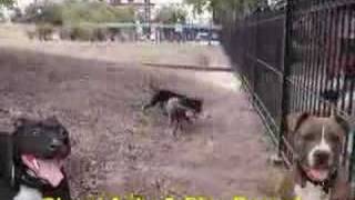 American Pit Bull Terrier Fight  100 APBT GAMEDOGS [upl. by Allevon]