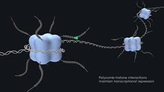 Gene regulation with PRC2 and PRC1 [upl. by Truda]