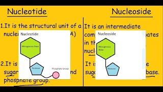 Nucleotide vs Nucleoside Fast Differences and Comparison [upl. by Naivatco]