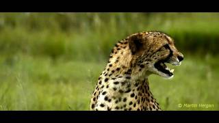 Cheetah calls chirps [upl. by Daniyal]