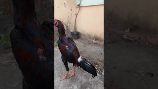 Lock Brakot  kuncian ayam pakhoy dan mangon  ayamphakoy [upl. by Wilhelmina]