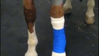 Regional Limb Perfusion with Antibiotics in the Horse [upl. by Linc881]