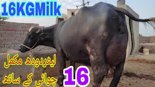 3 adad pure neeli ravi bufalo big auder quality best top milking bufalo [upl. by Rellia829]